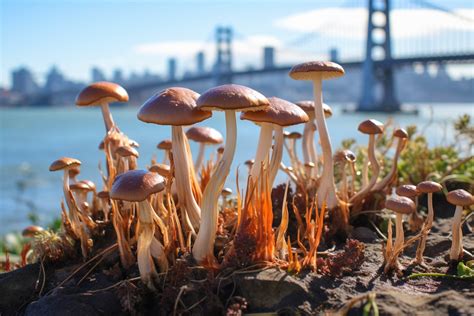 allenii mushroom|Psilocybe Allenii: The Ultimate Guide